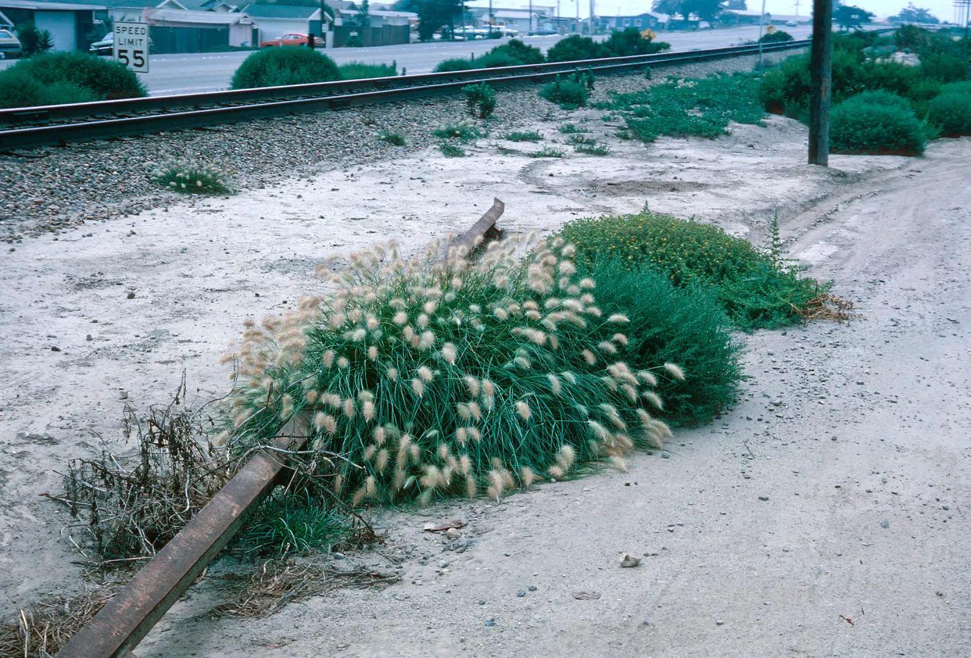 Pennisetum