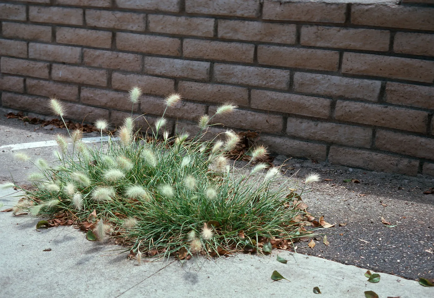 Pennisetum villosum