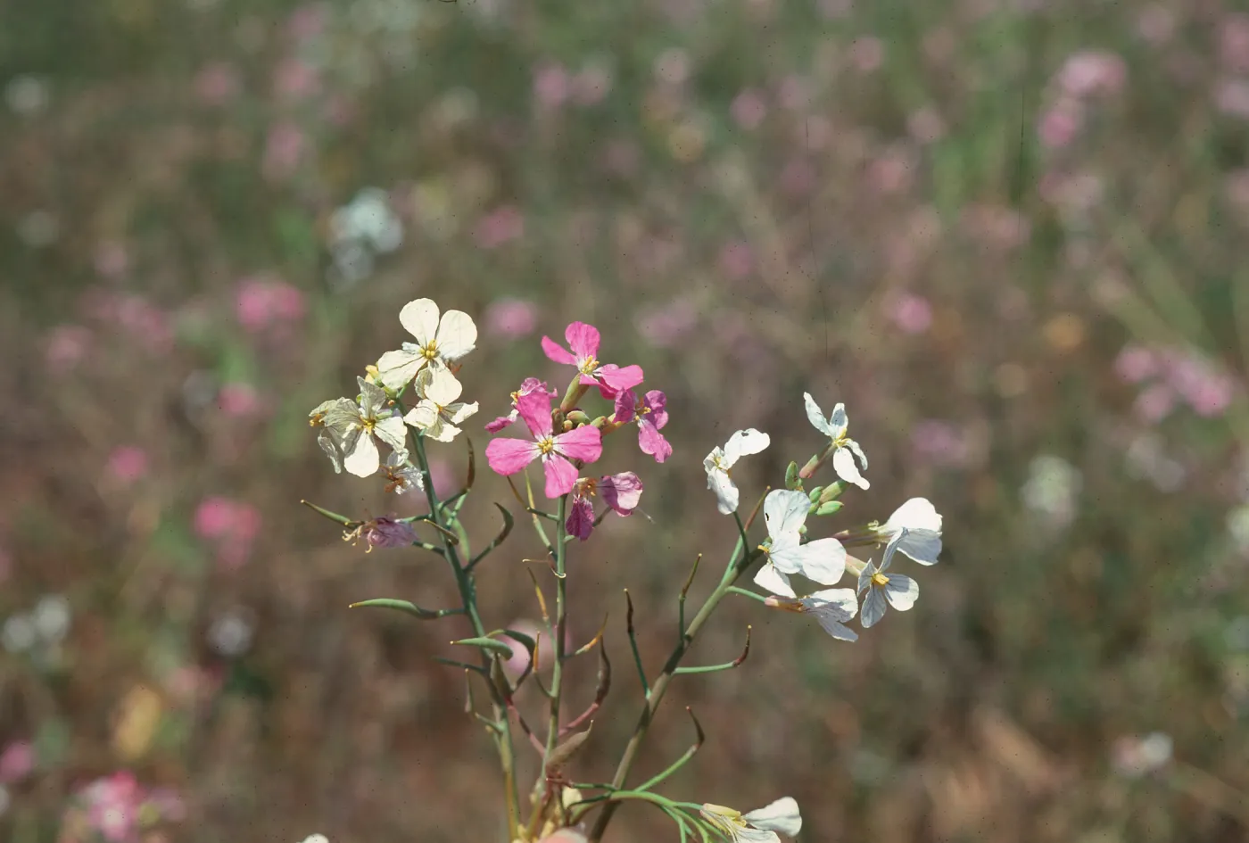 Radish
