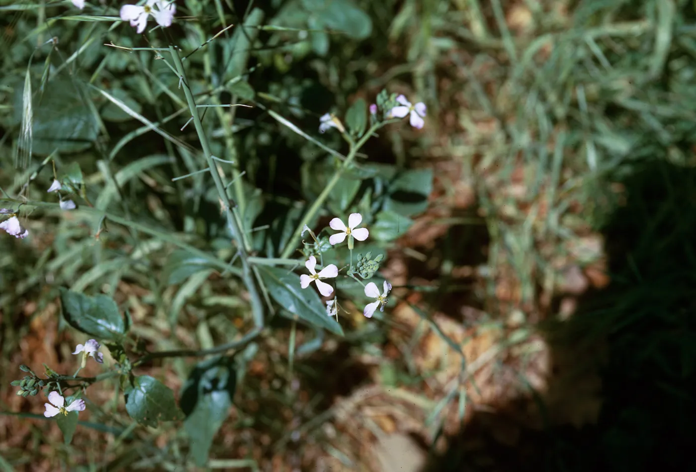Radish