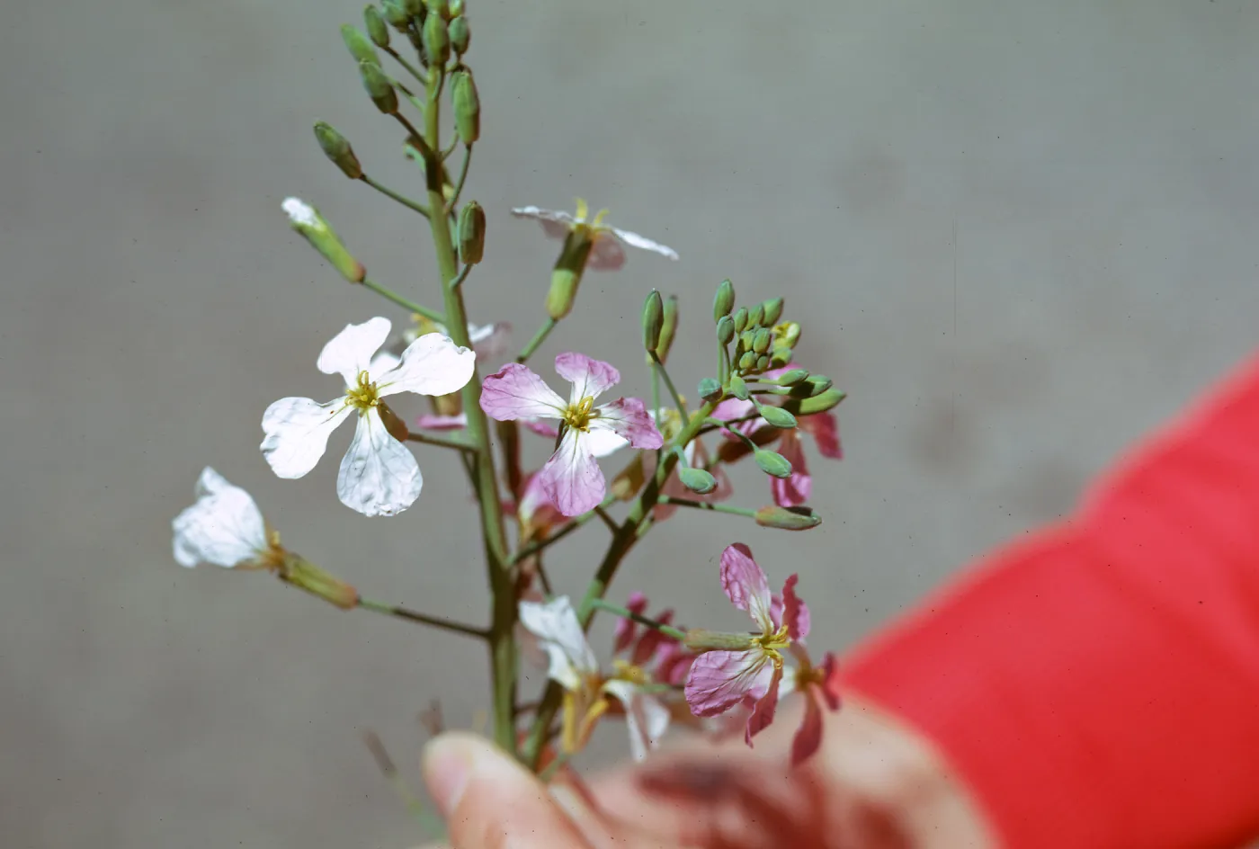 Radish