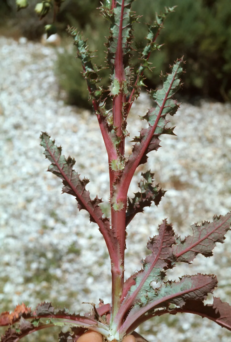 Sonchus leaves