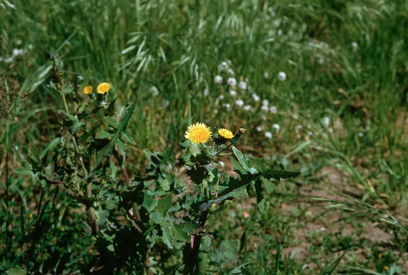 Sonchus oleraceus