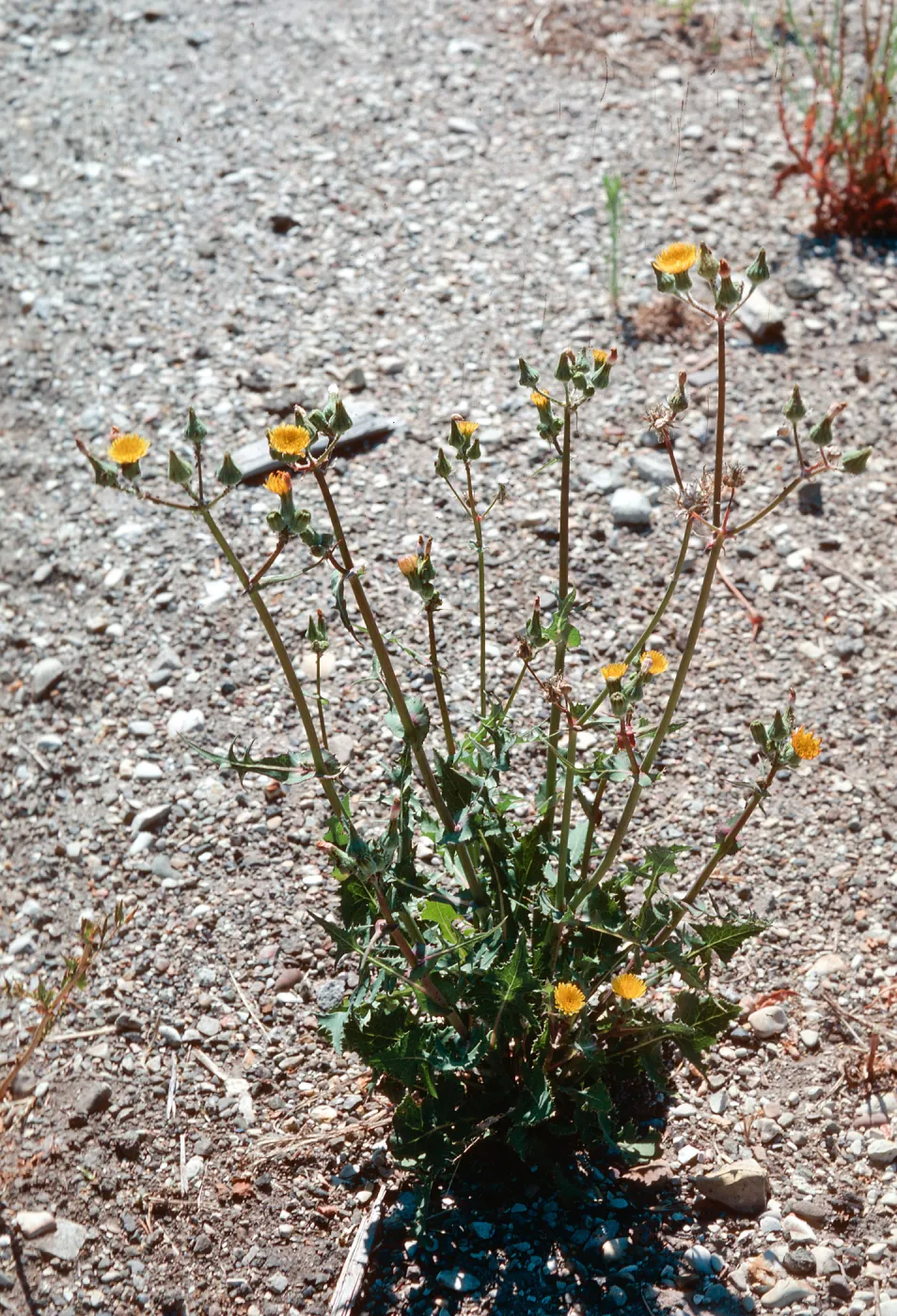 Sonchus