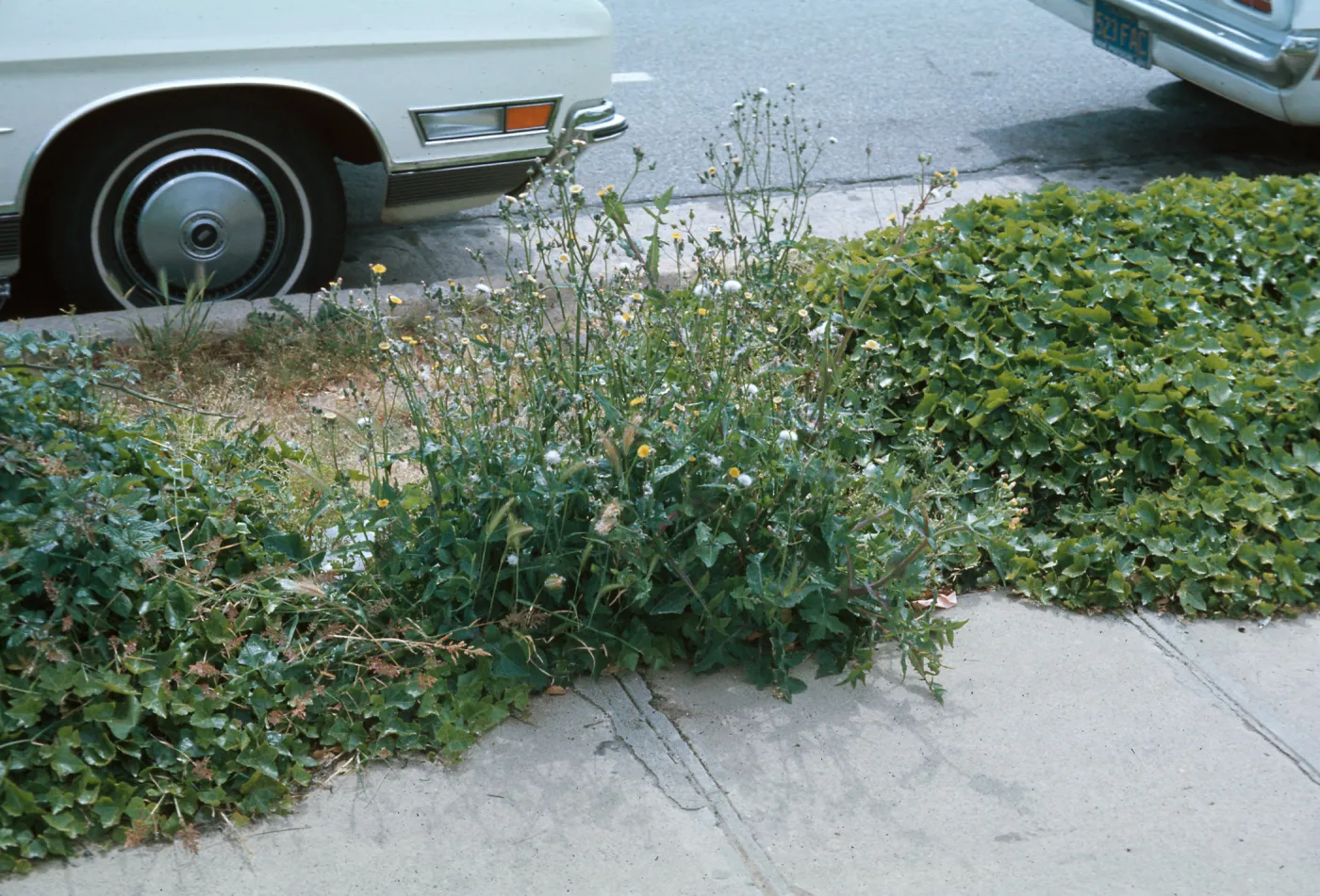 Sonchus