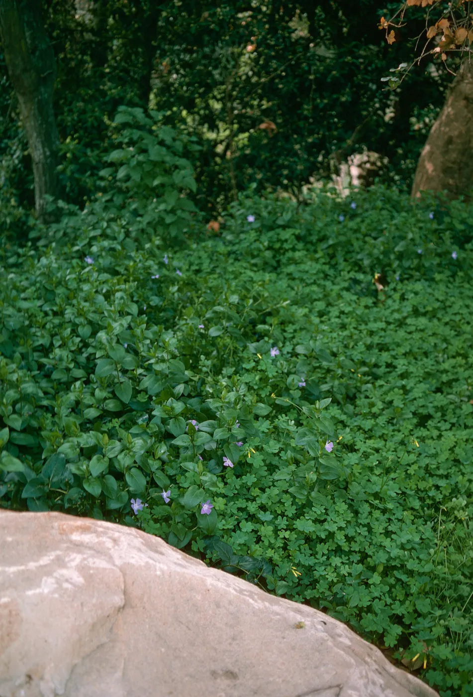 Vinca oxalis