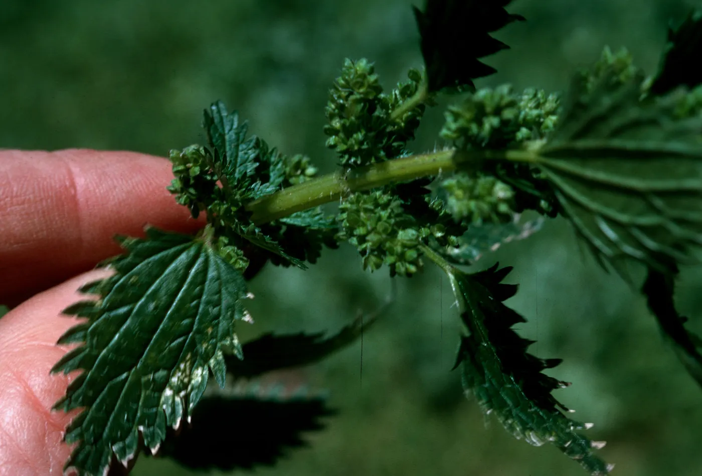 Urtica urens leaves