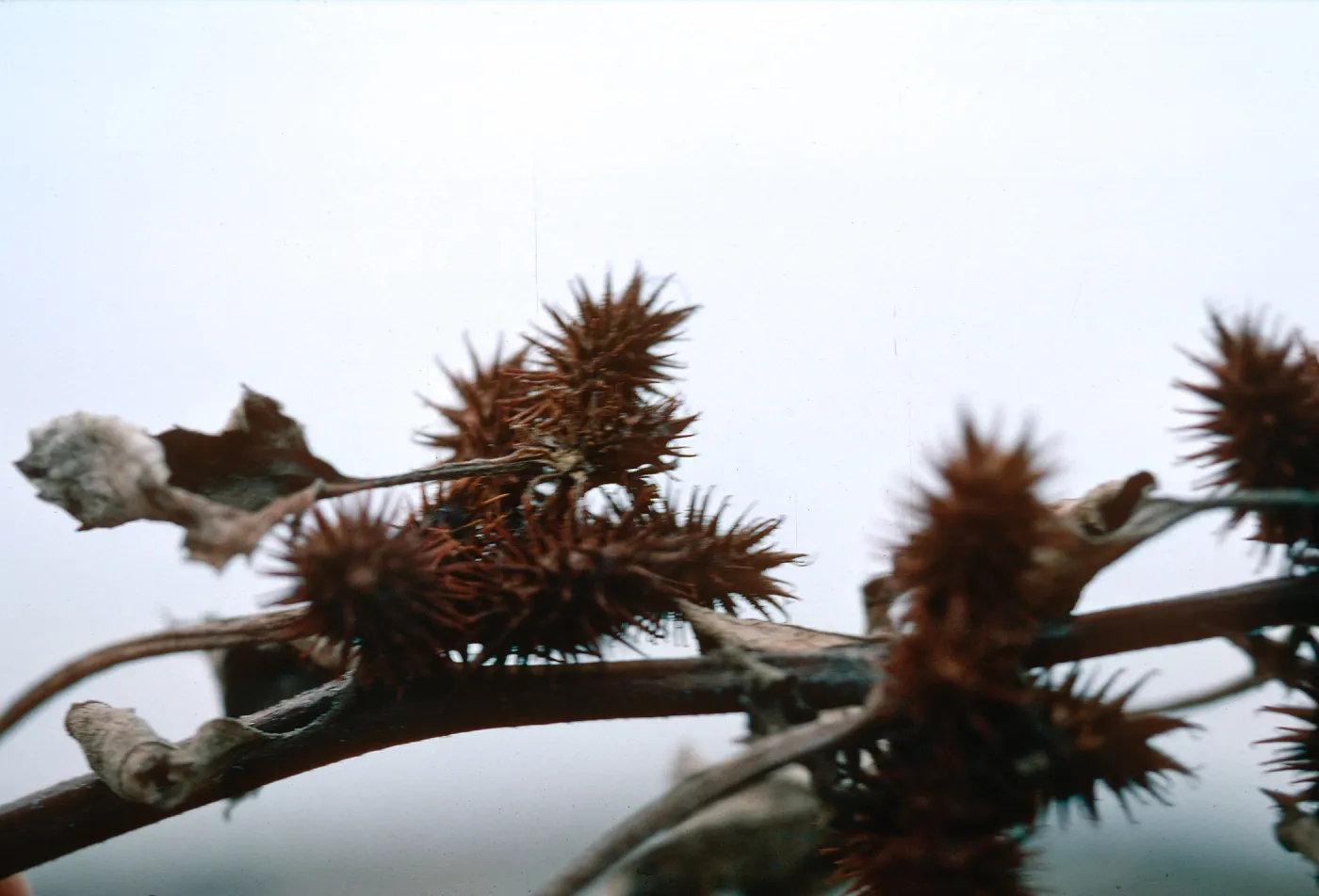 Xanthium fruit