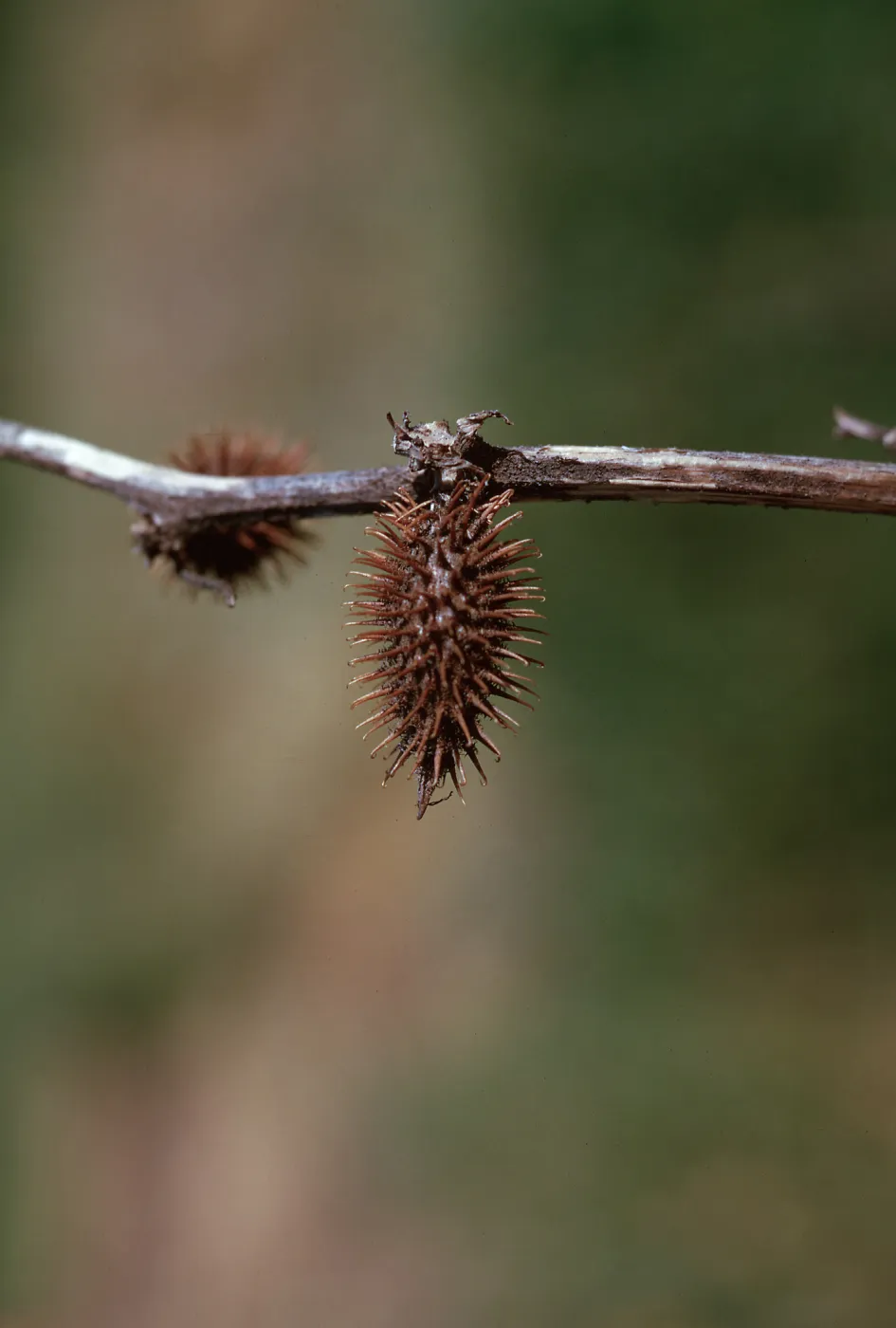 Xanthium pensylvanicum fruit