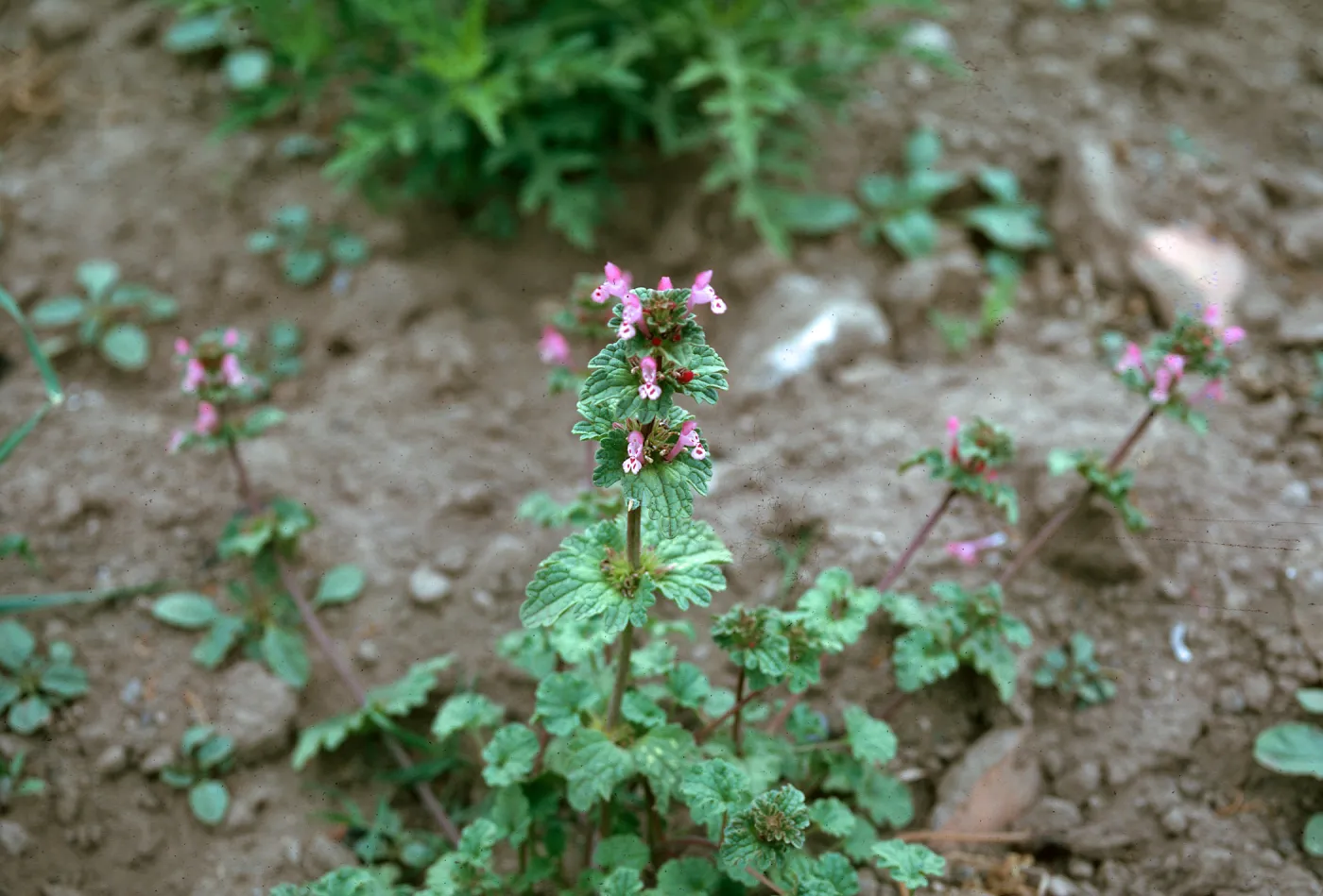 Lamium