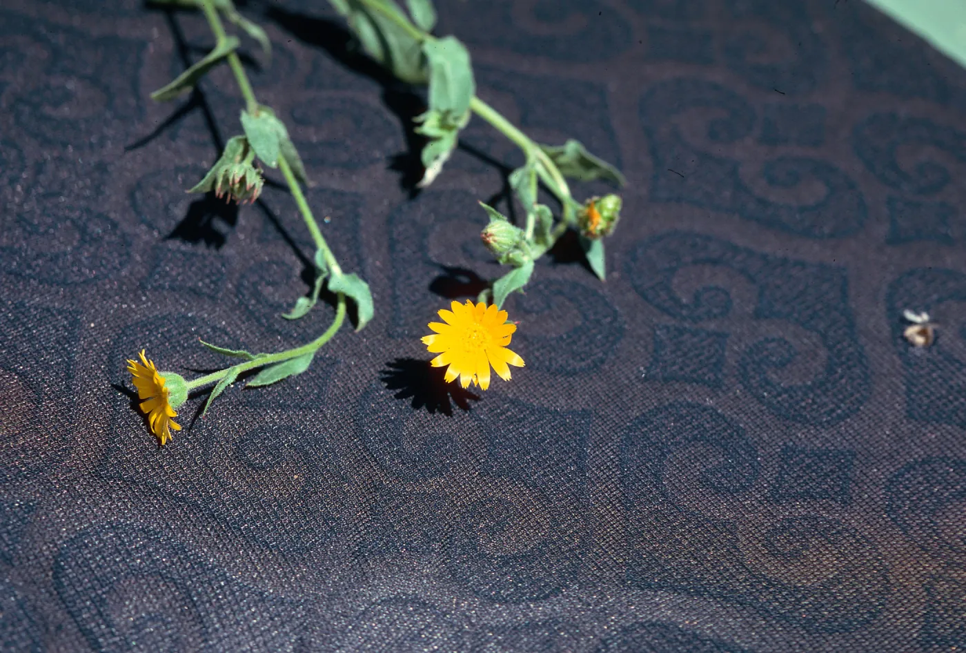 Calendula arvensis flower