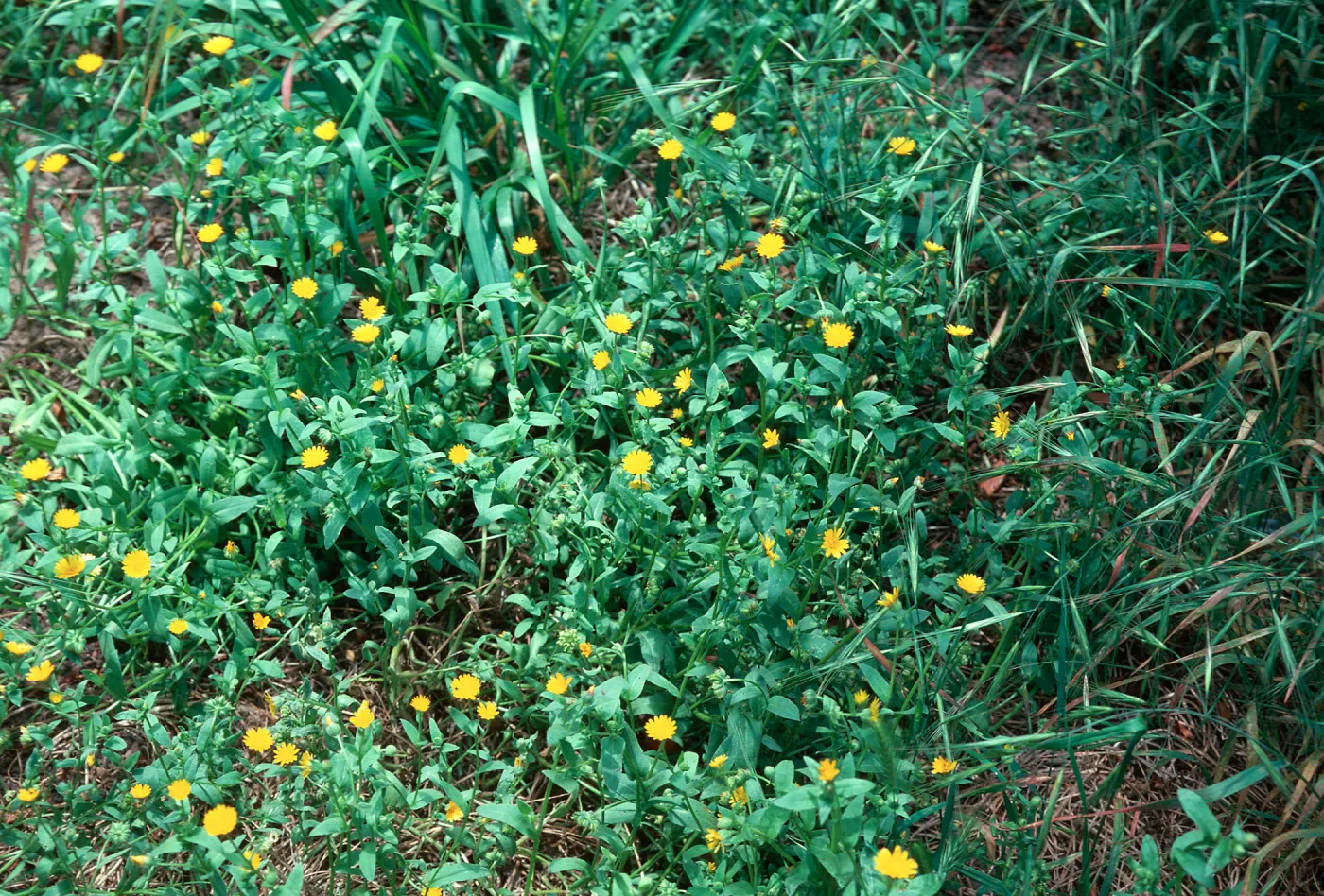 Calendula arvensis