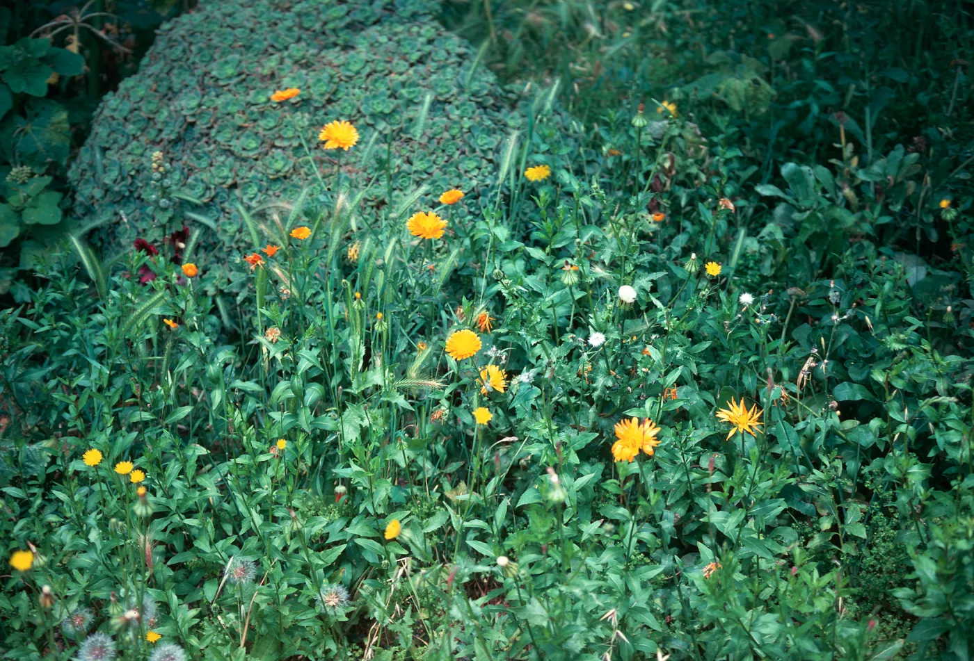 field Calendula