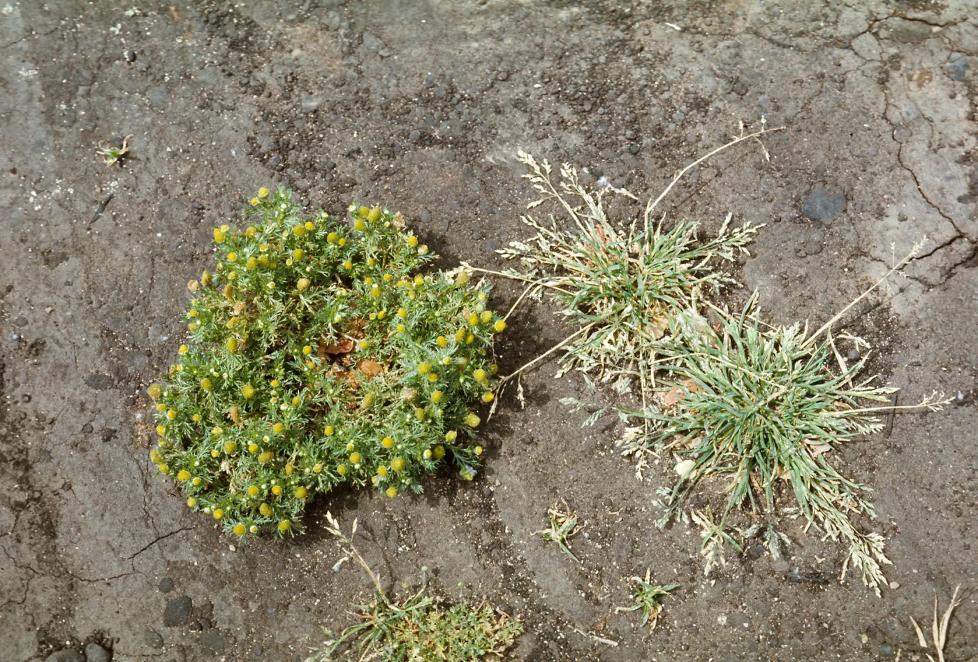Chamomilla suaveolens