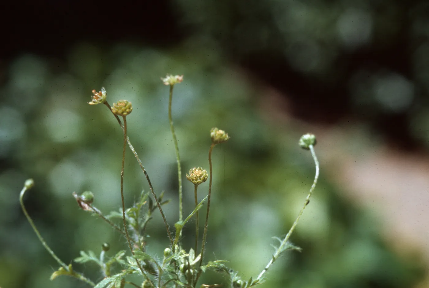 Cotula australis