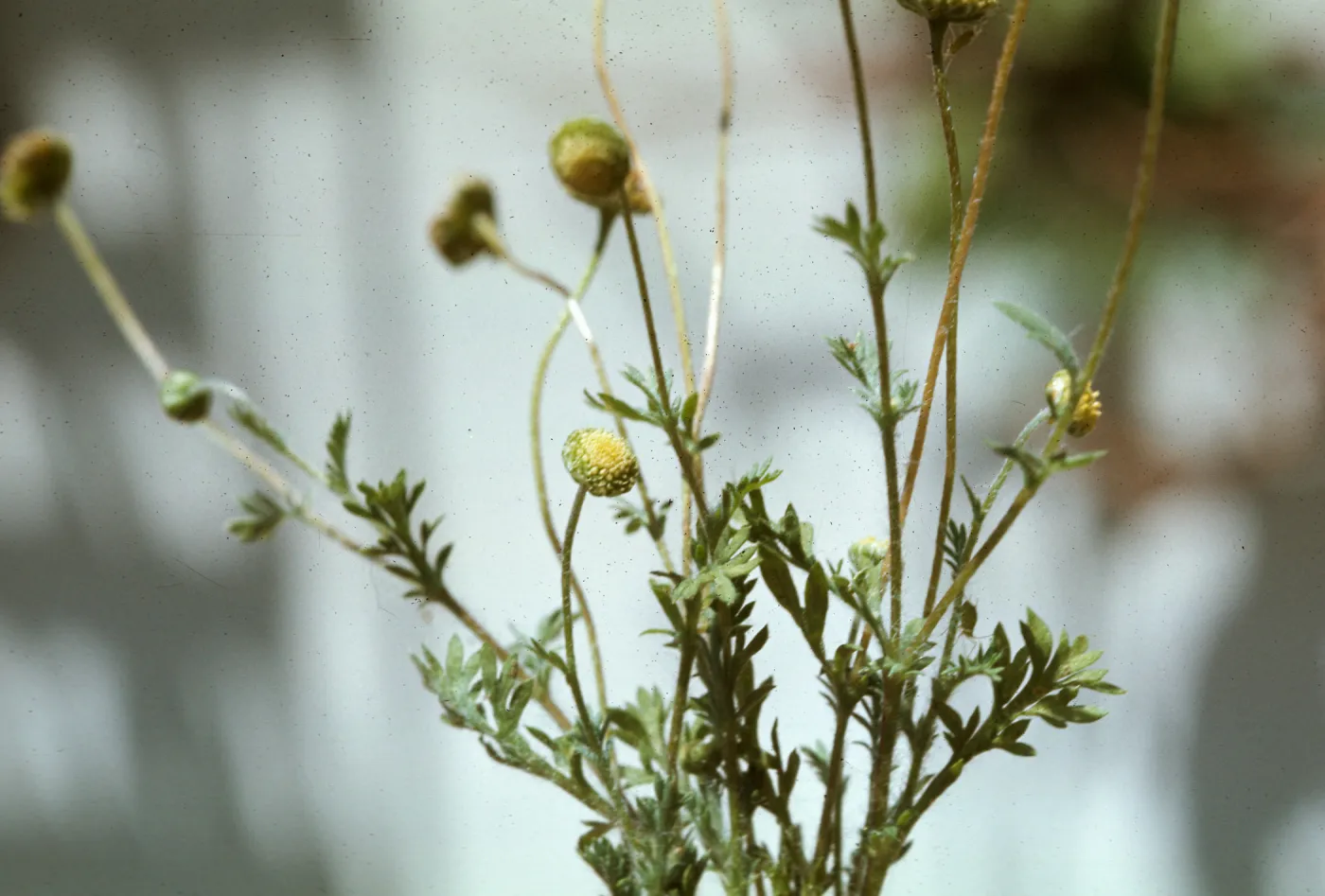 Cotula australis
