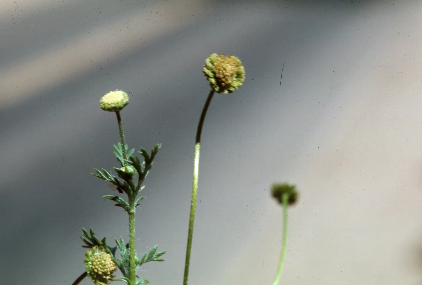 Cotula australis
