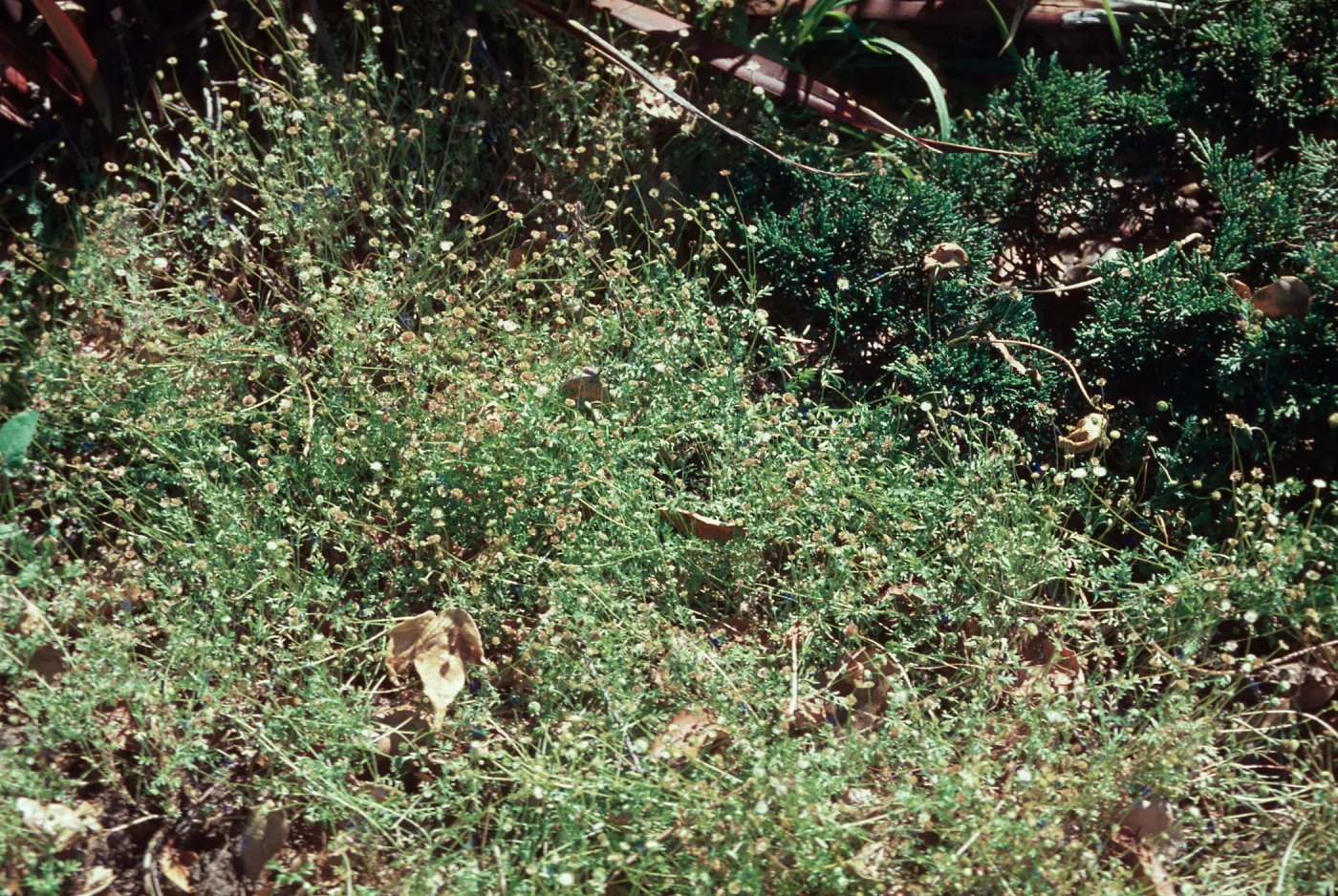 Cotula australis