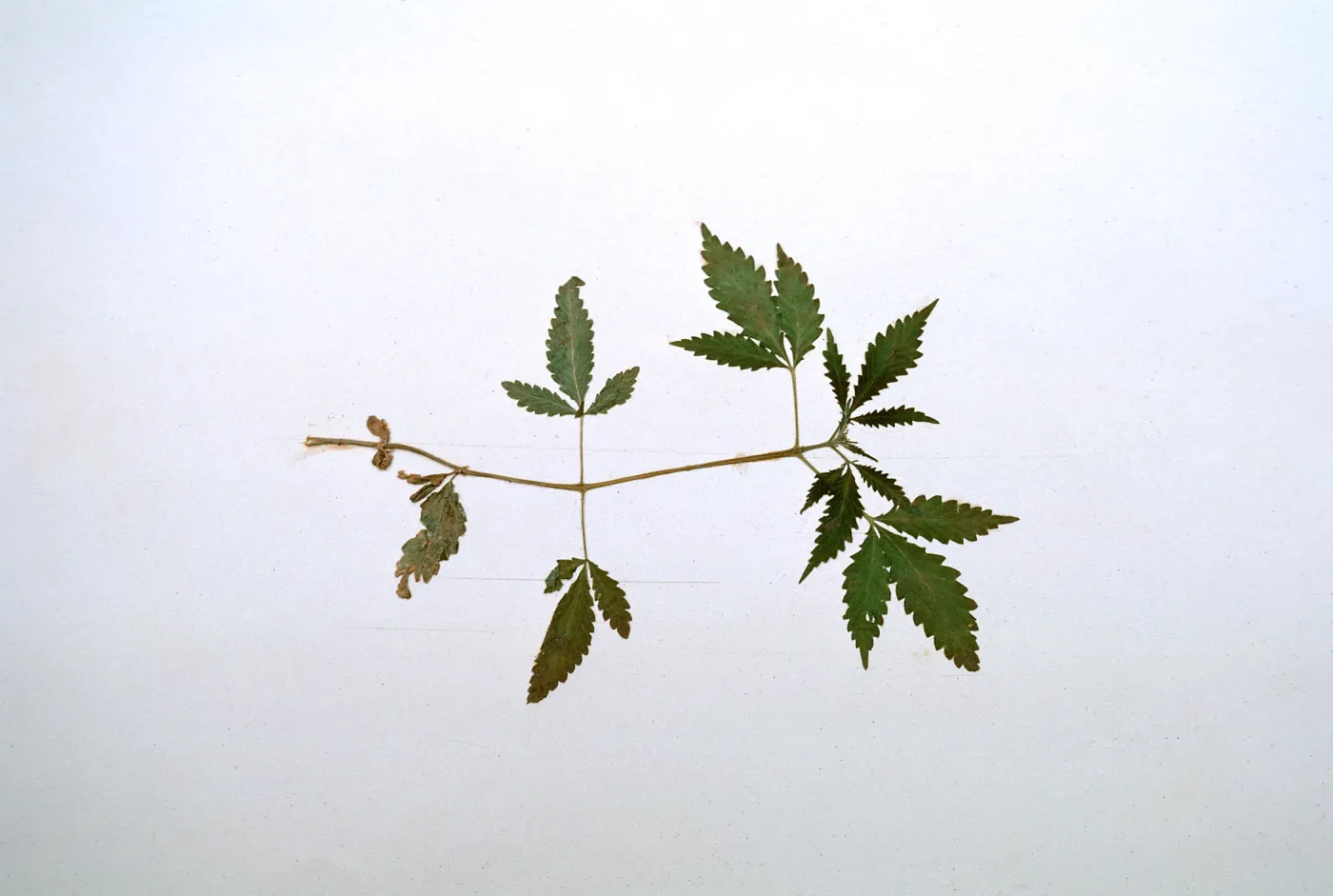 Cannabis