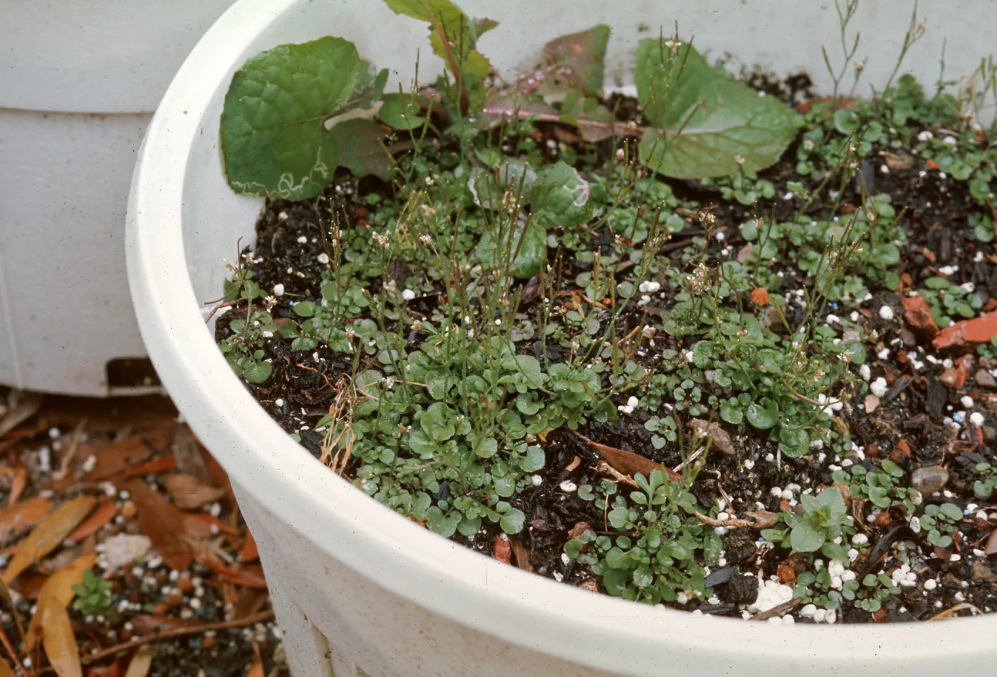 Cardamine
