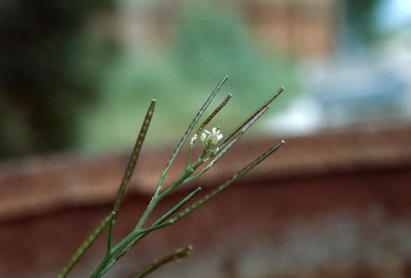 Cardamine