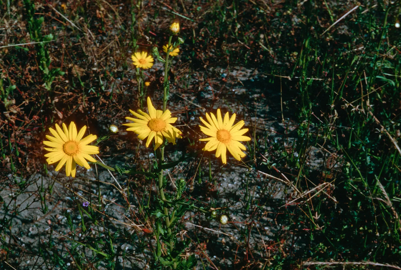 Chrysanthemum, Adams Park