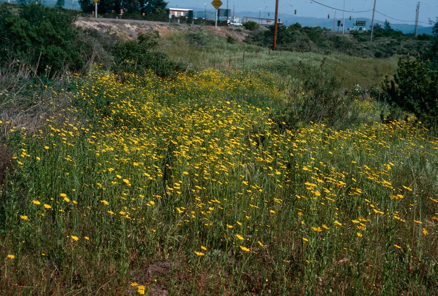 Chrysanthemum, Adams Park