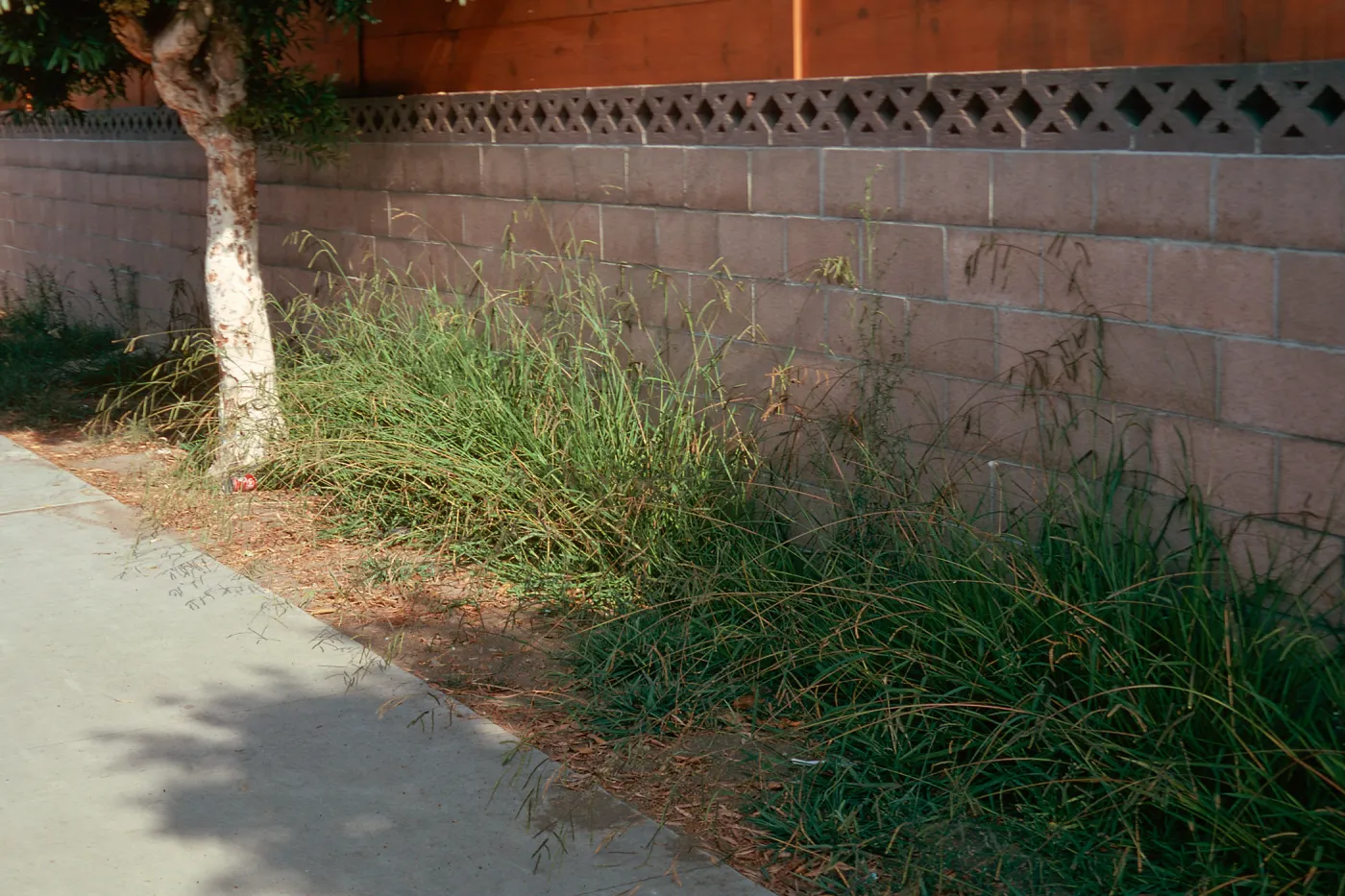 Dallisgrass