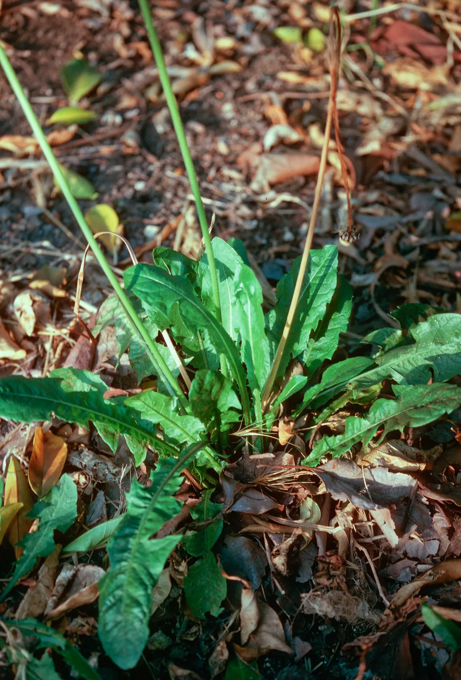 Dandelion leaves