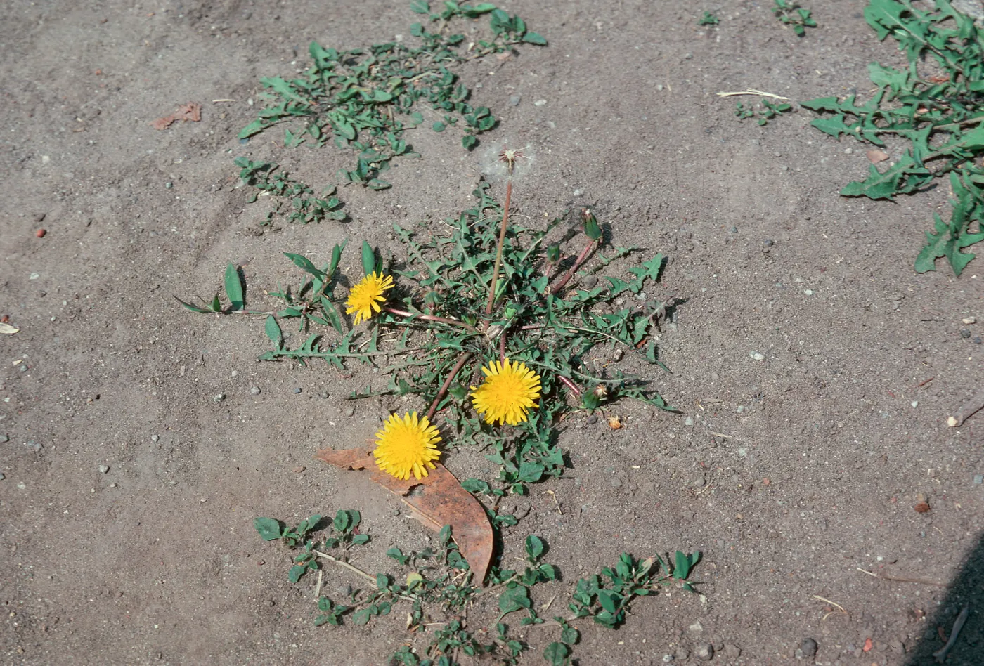 Dandelion