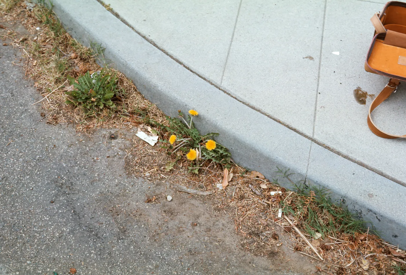 Dandelion