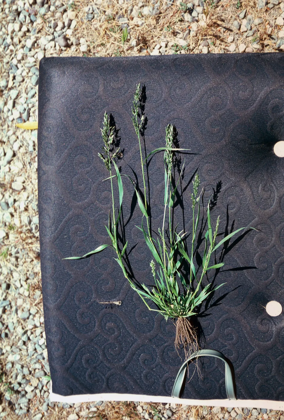 Eragrostis