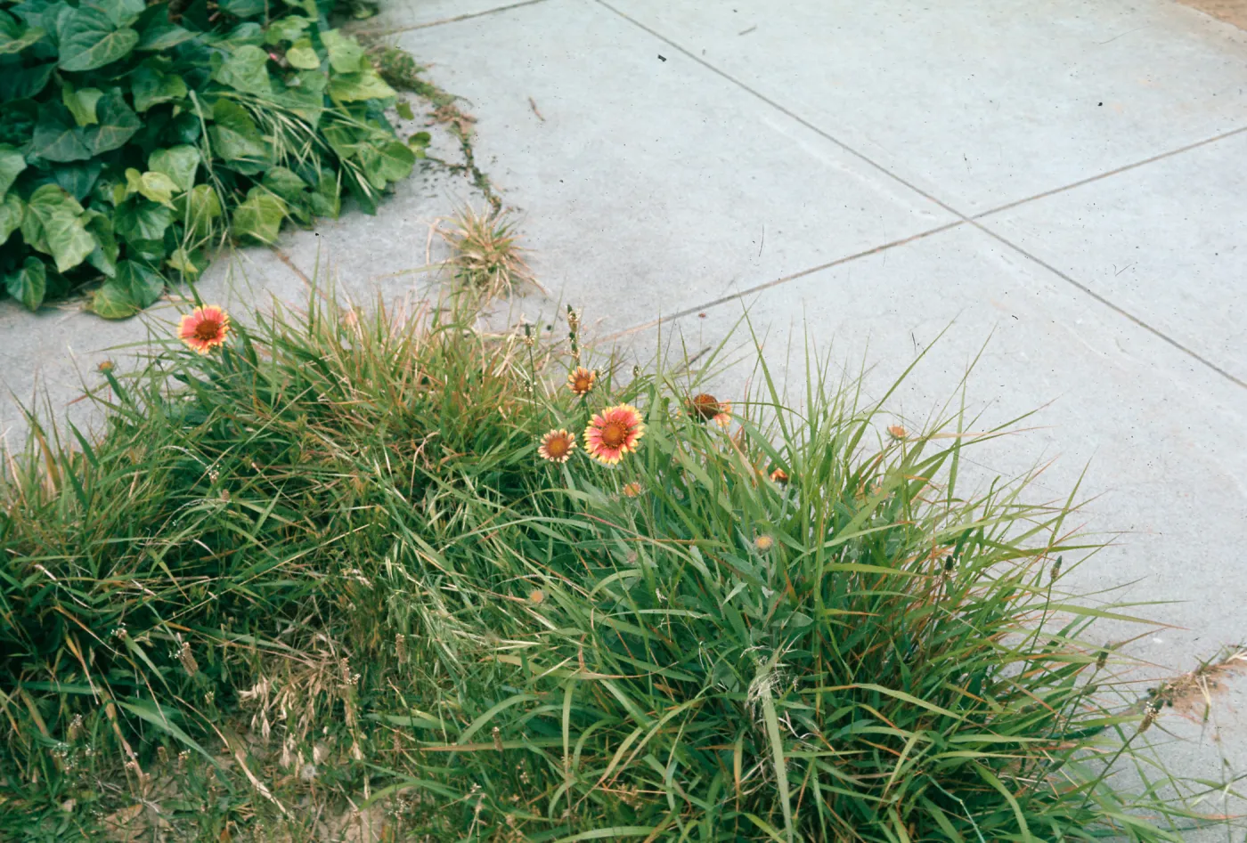 Gaillardia