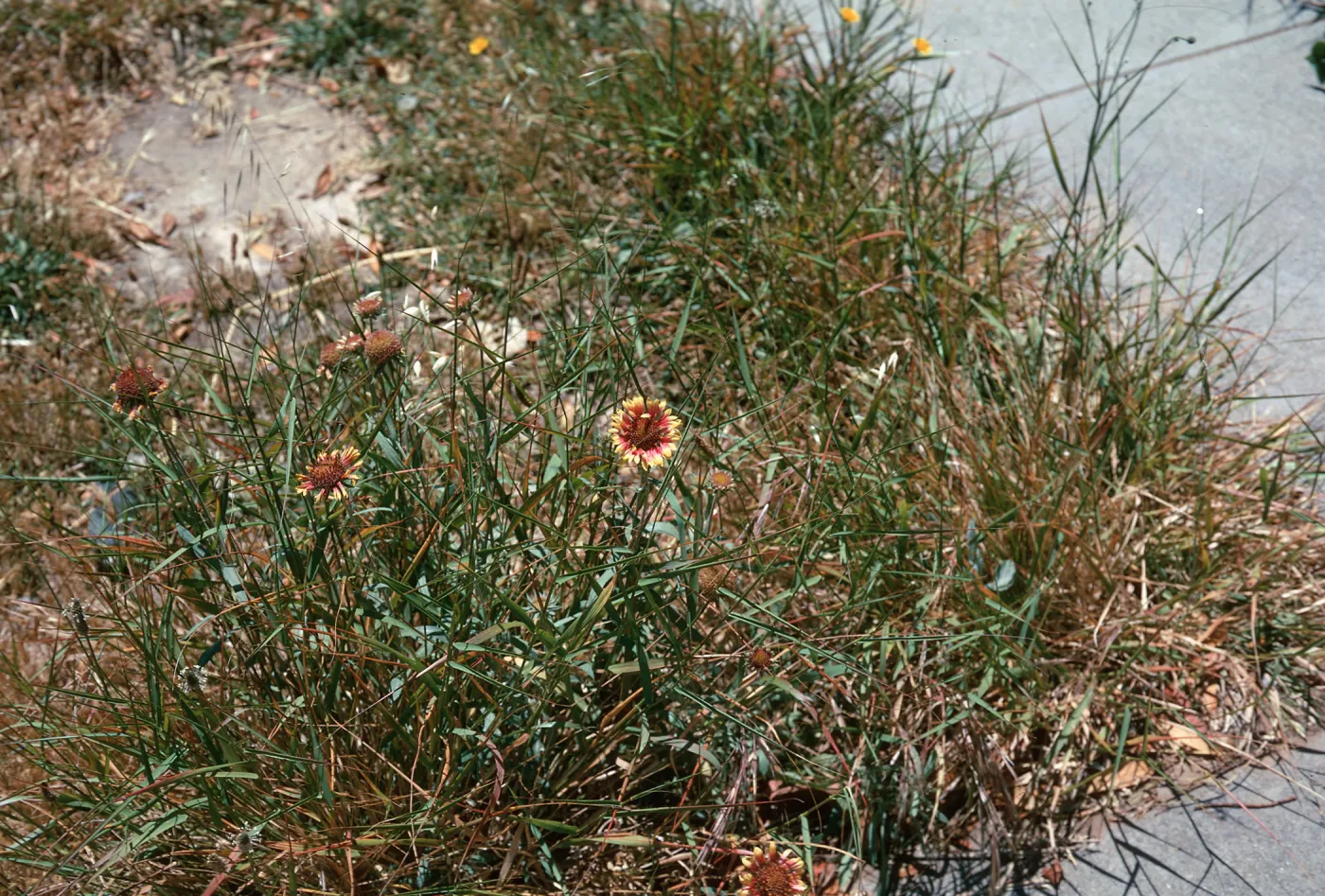 Gaillardia