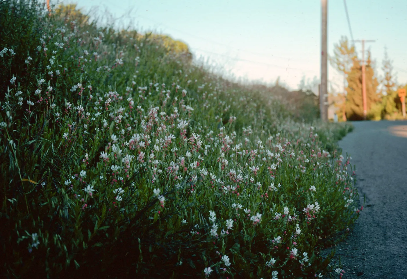 Gaura, Kenmore Place