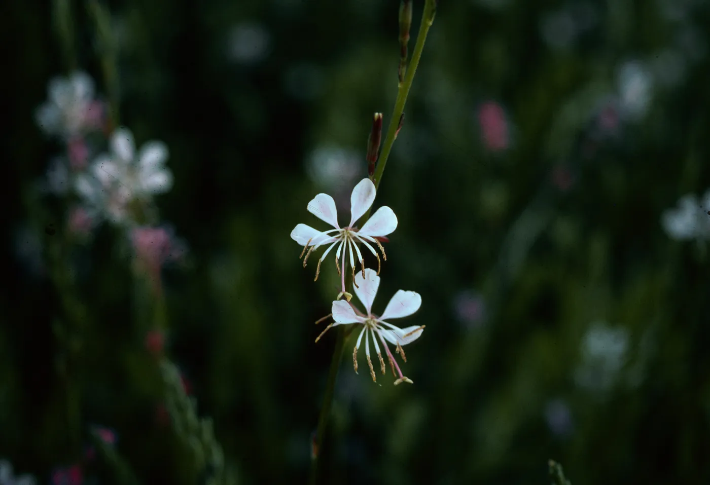 Gaura, Kenmore Place