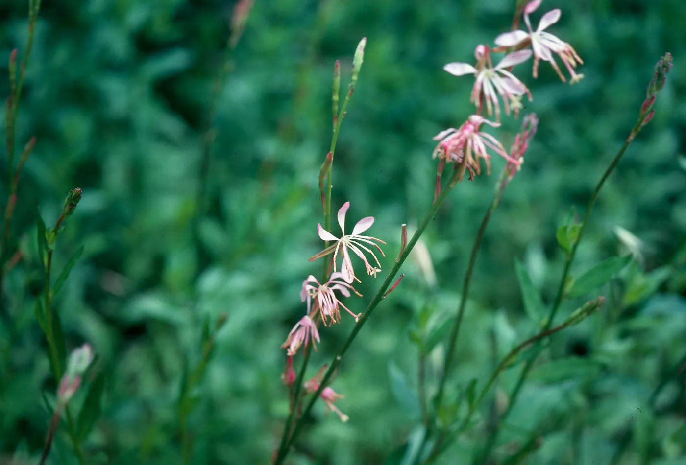 Gaura