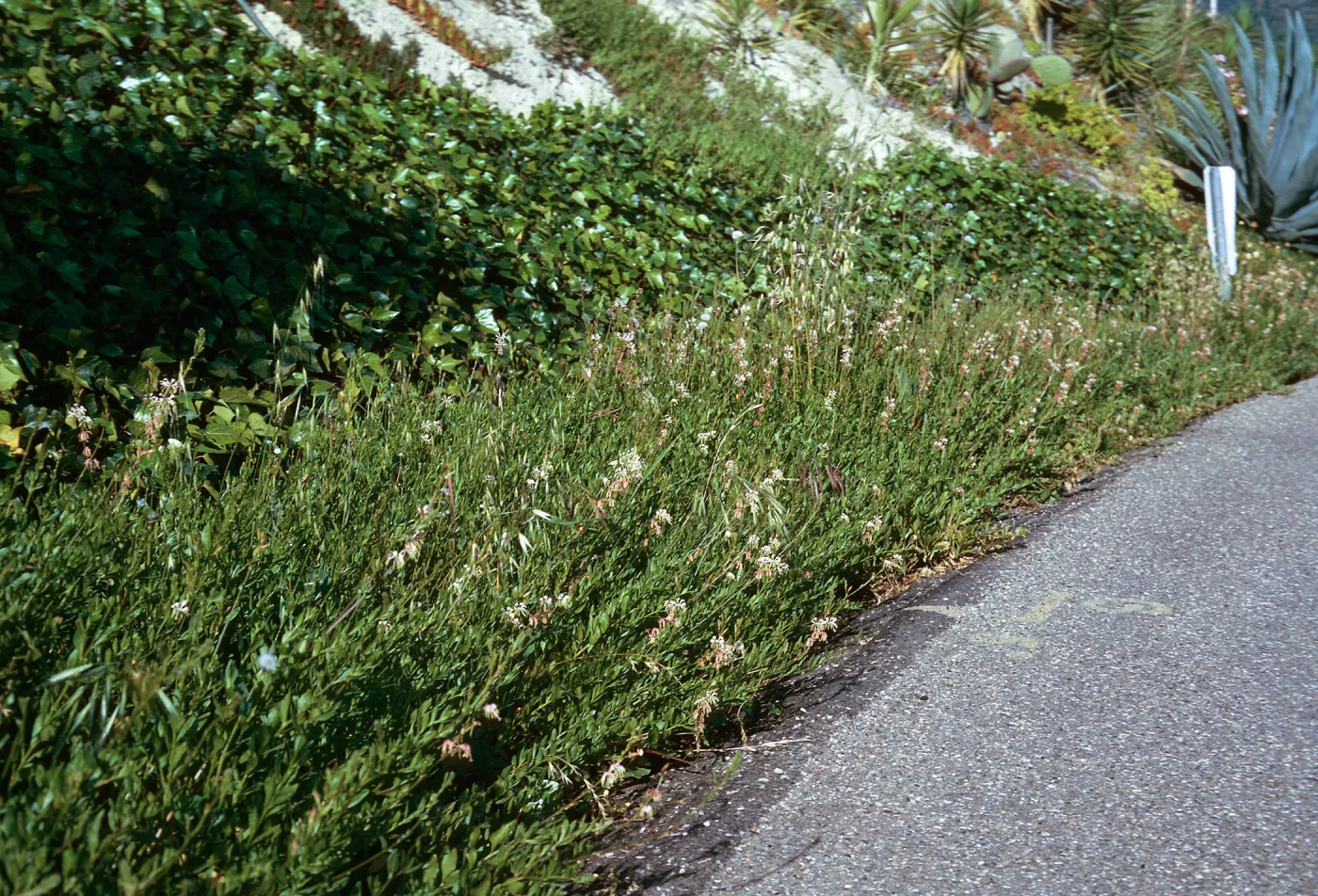 Gaura odorata