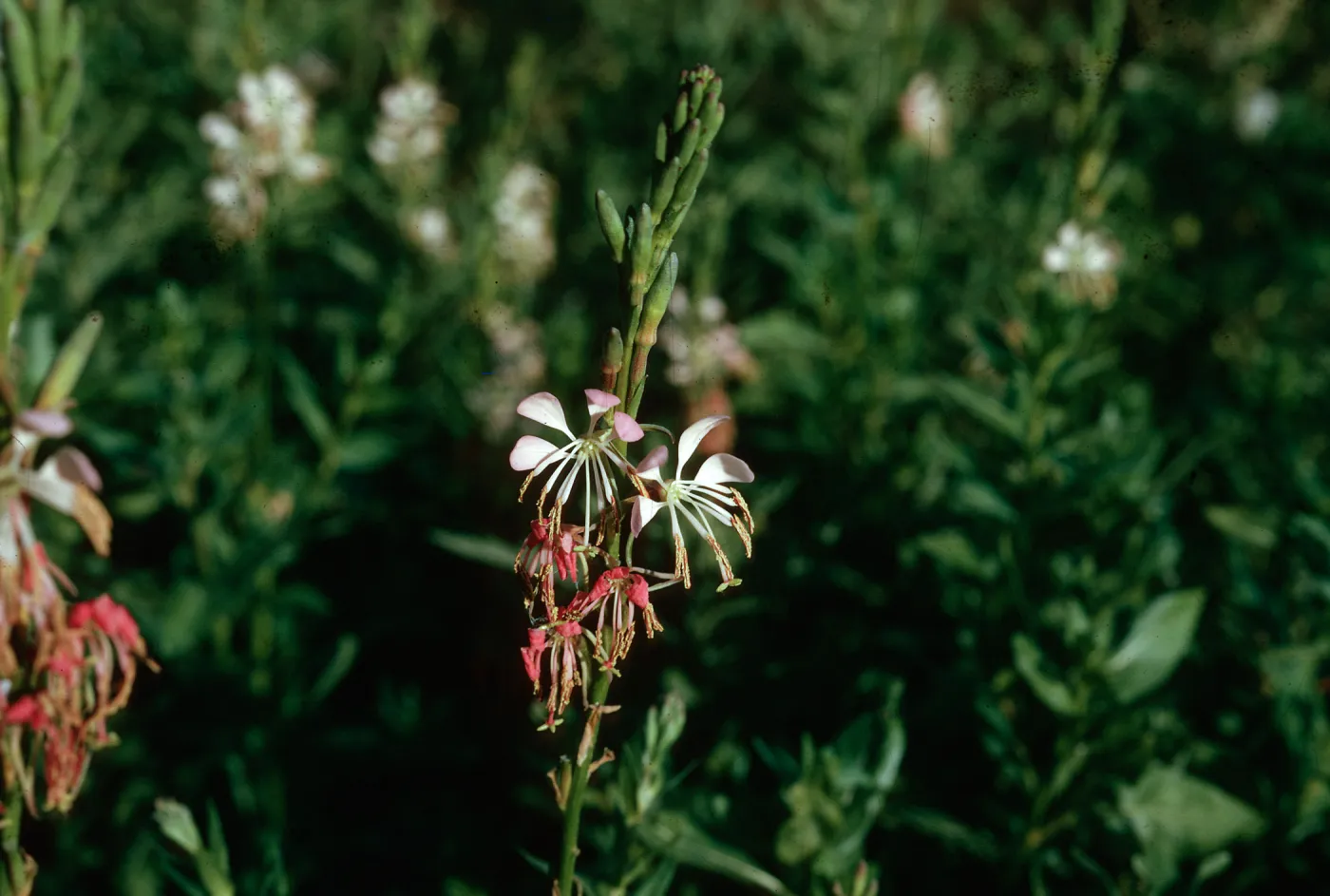 Gaura odorata