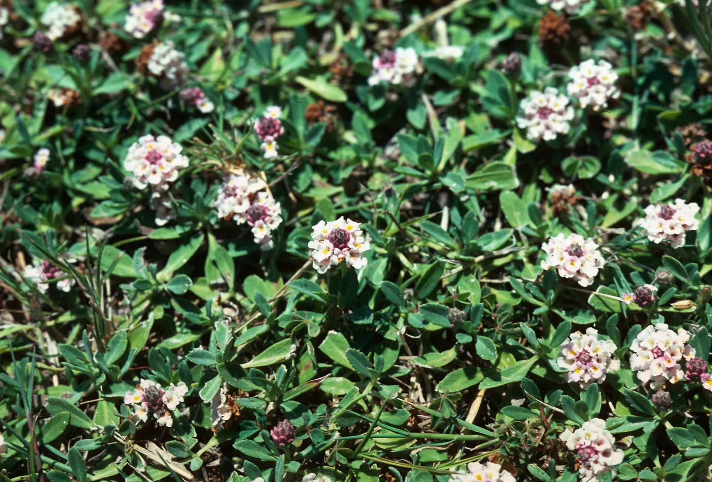 Lippia