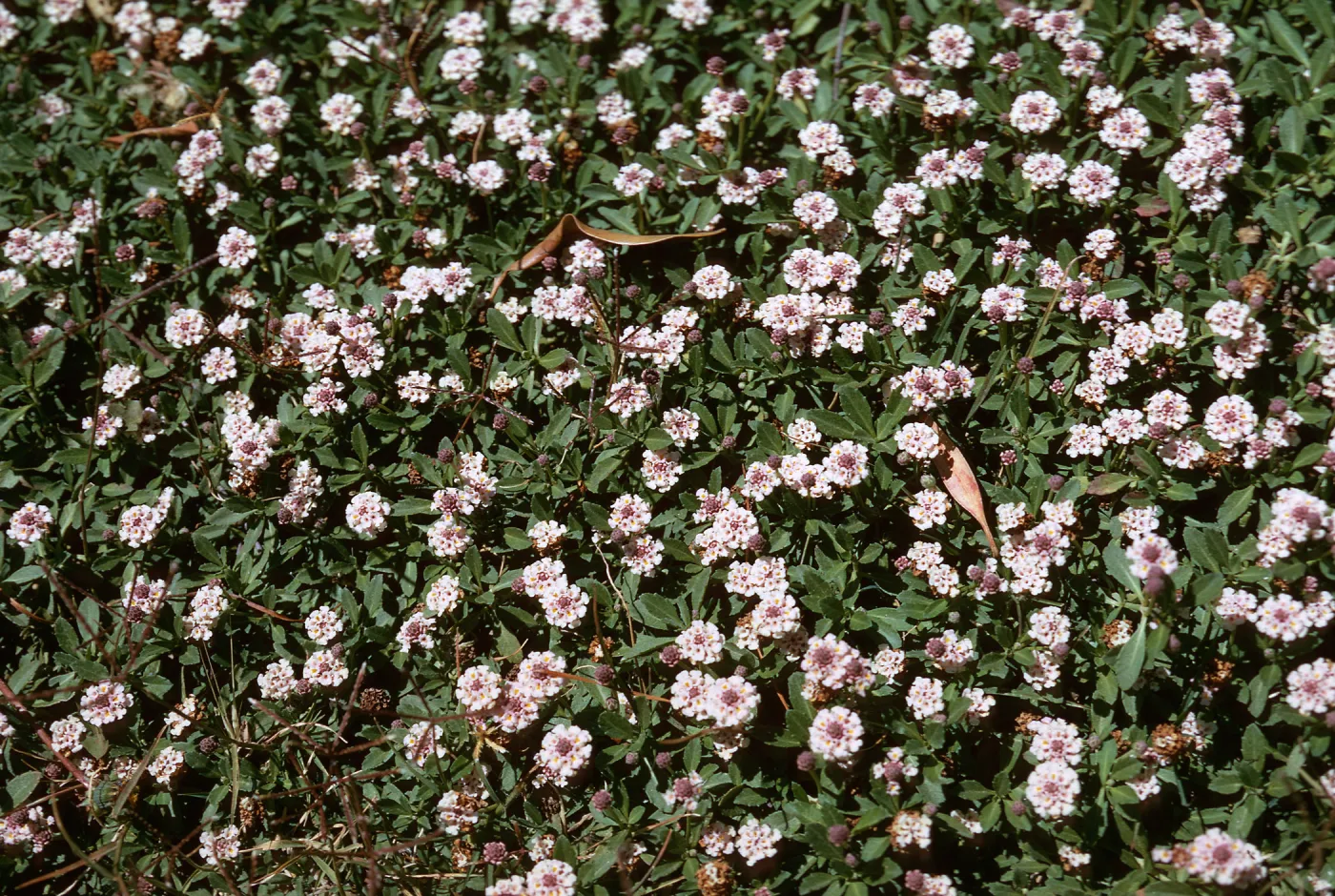 Lippia