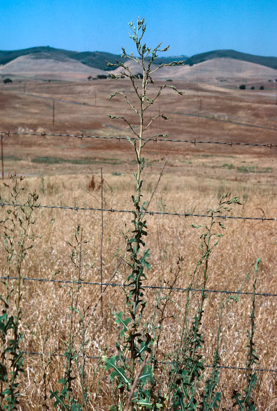 Lactuca