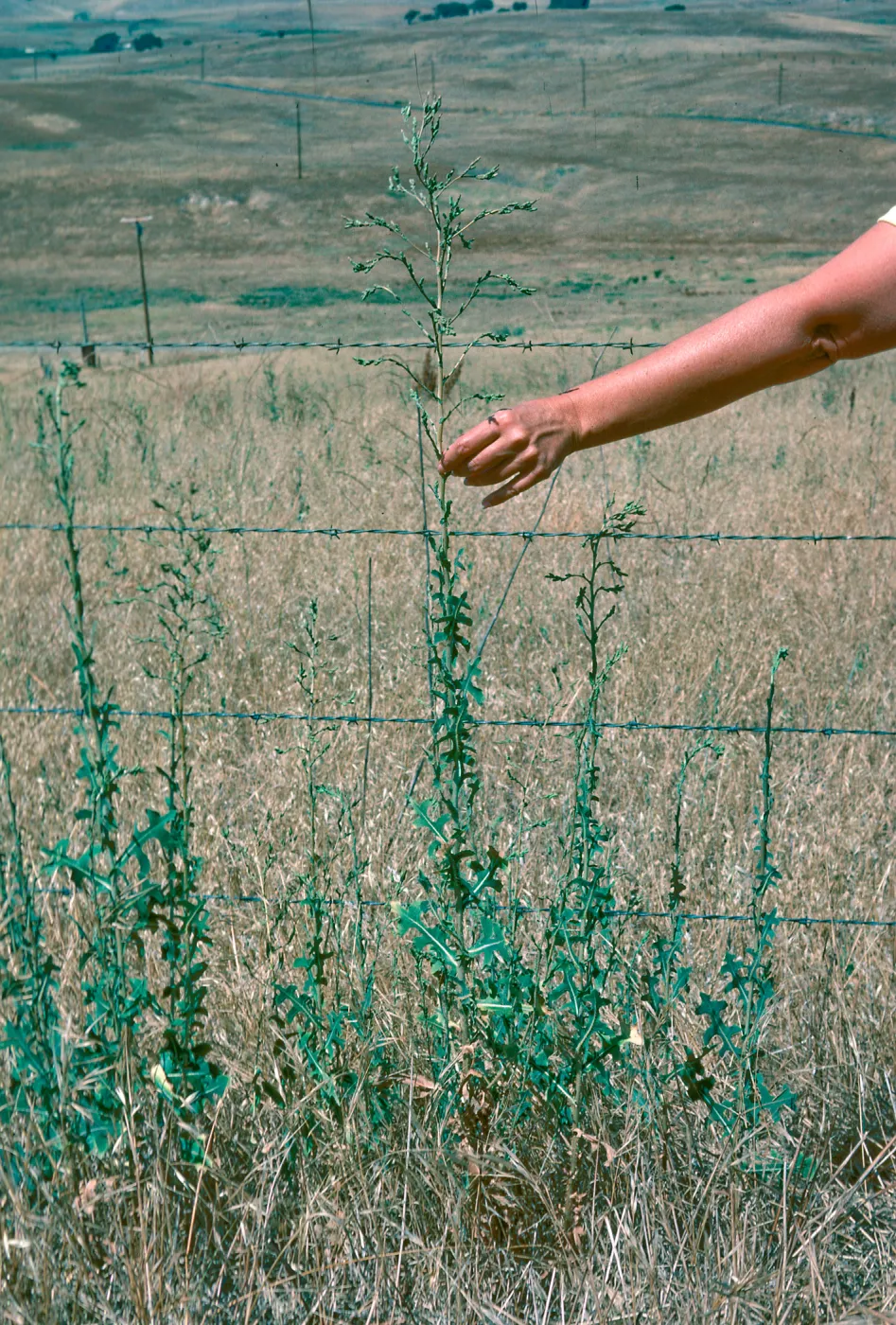 Lactuca