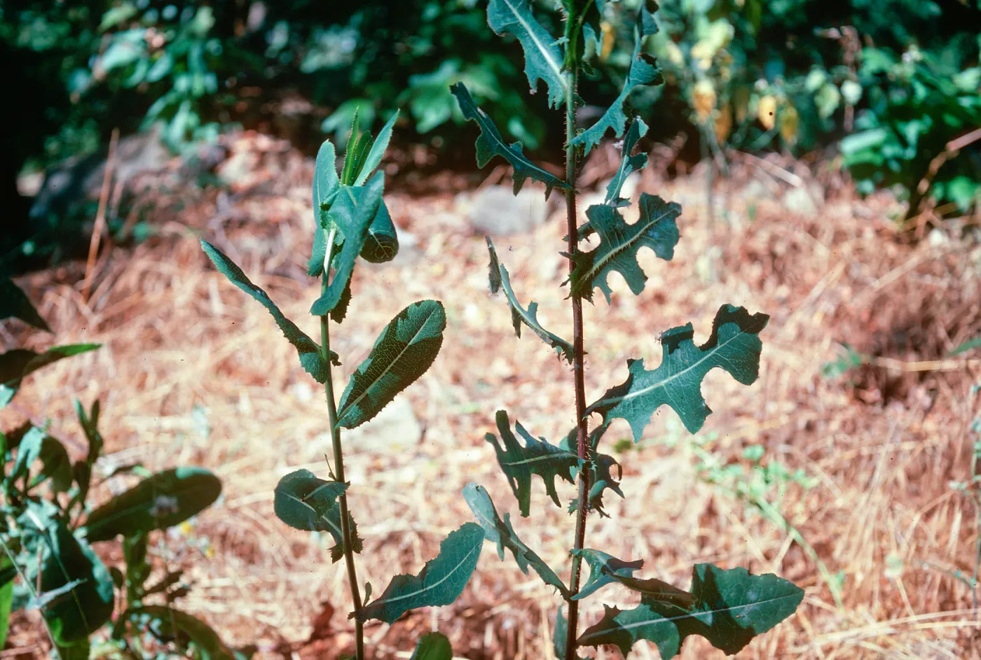 Lactuca