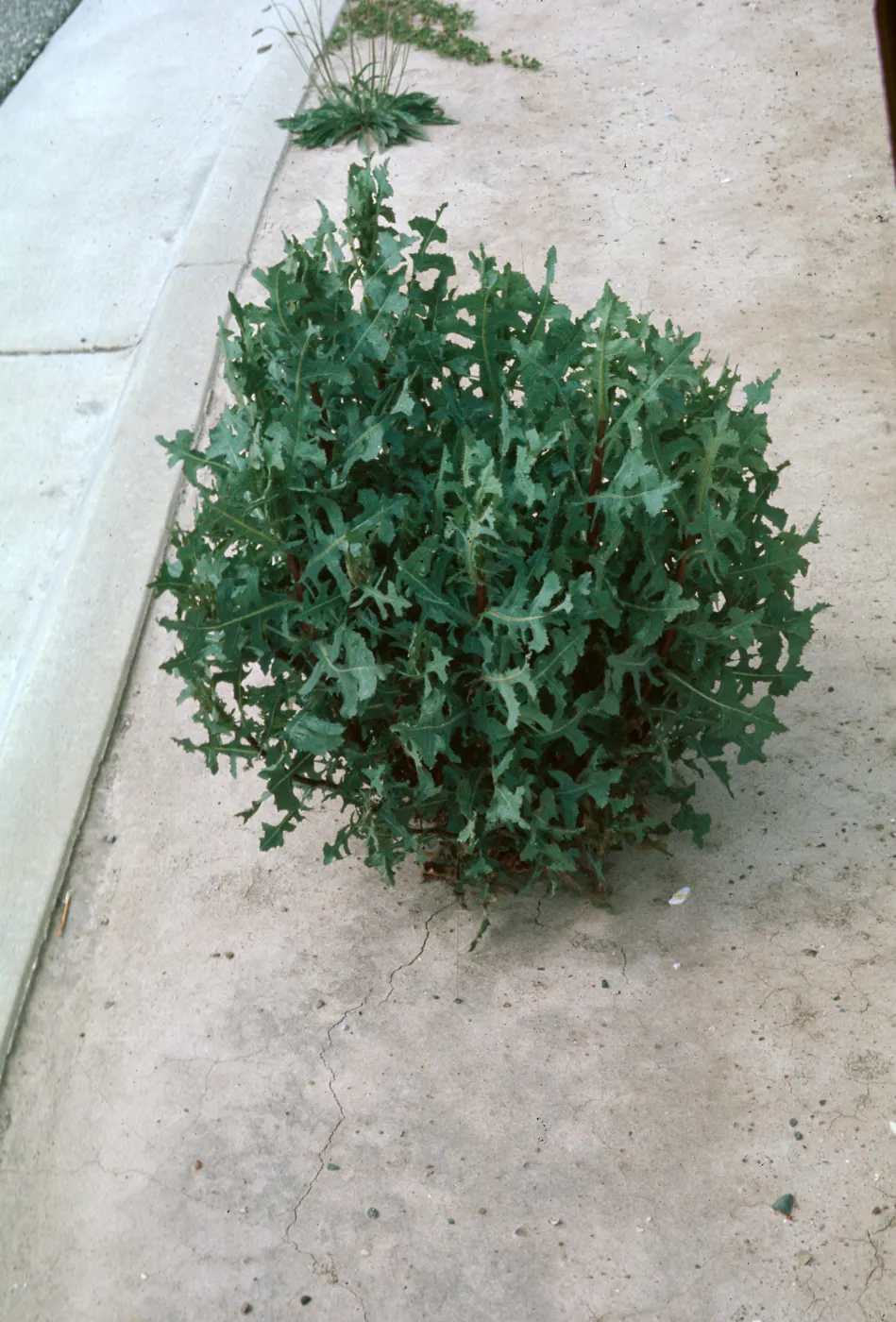 Lactuca leaves