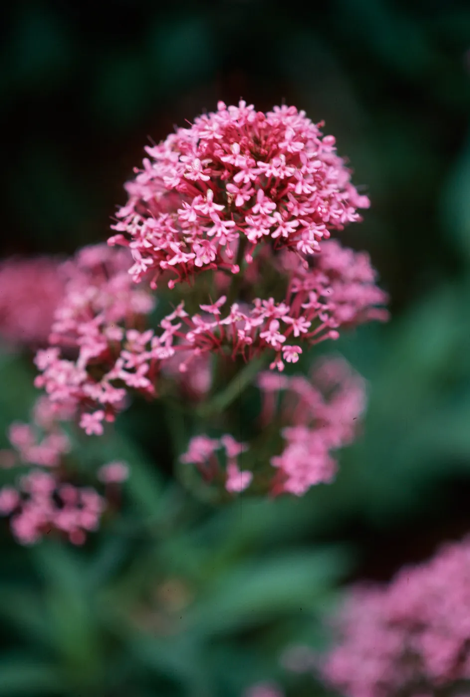 Centranthus