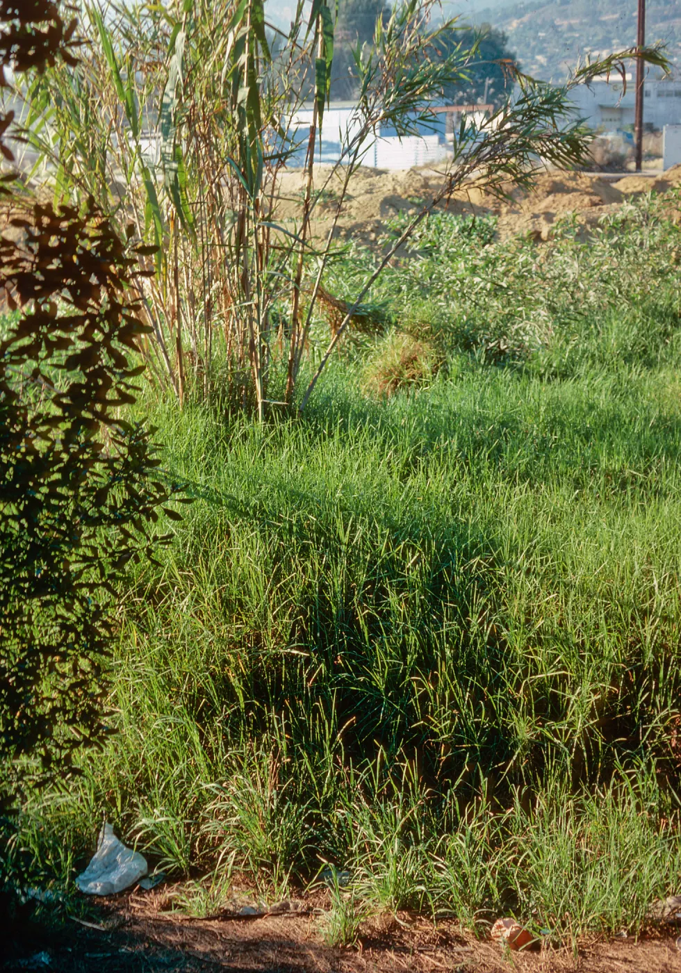Kikuya, Arundo