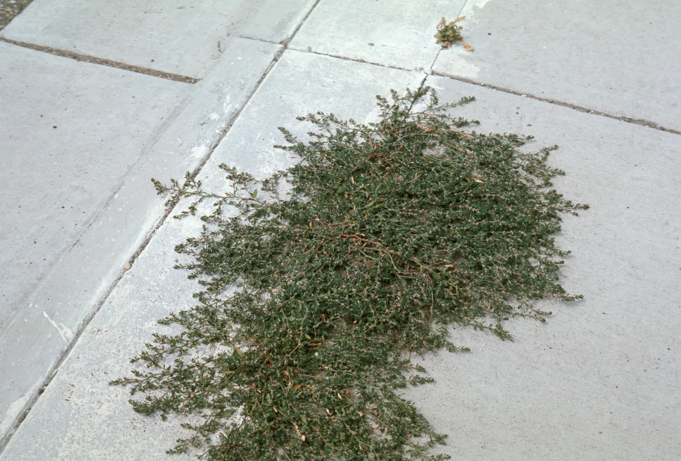 Knotweed