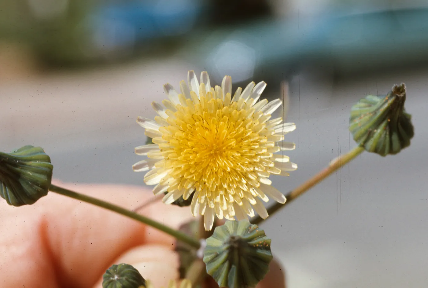 Sonchus oleraceus