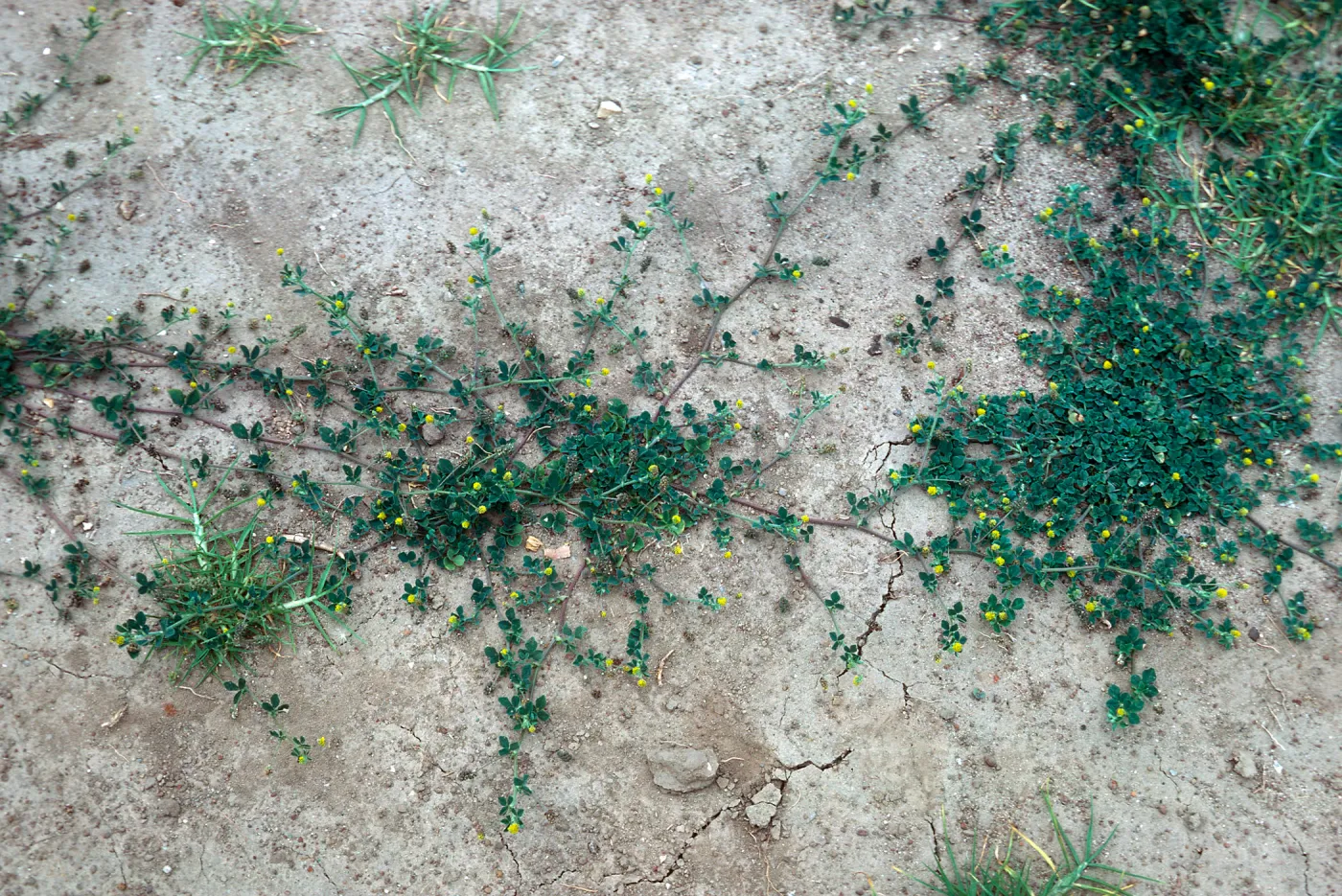 Medicago imperfecta